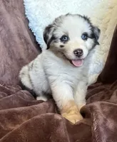 Roman, a male Australian Shepherd for sale in Caliente, CA – 5 of 10