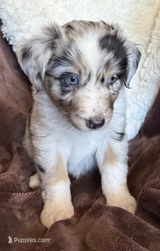 Rocket – Australian Shepherd puppy for sale in Caliente, CA