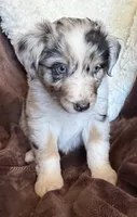 Rocket, a male Australian Shepherd for sale in Caliente, CA – 1 of 10
