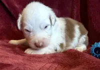 Spirit, a male Australian Shepherd for sale in Caliente, CA – 5 of 10