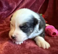 Faith, a female Australian Shepherd for sale in Caliente, CA – 4 of 10