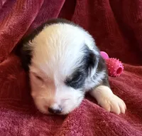 Faith, a female Australian Shepherd for sale in Caliente, CA – 7 of 10