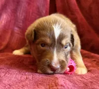 Grace, a female Australian Shepherd for sale in Caliente, CA – 2 of 10
