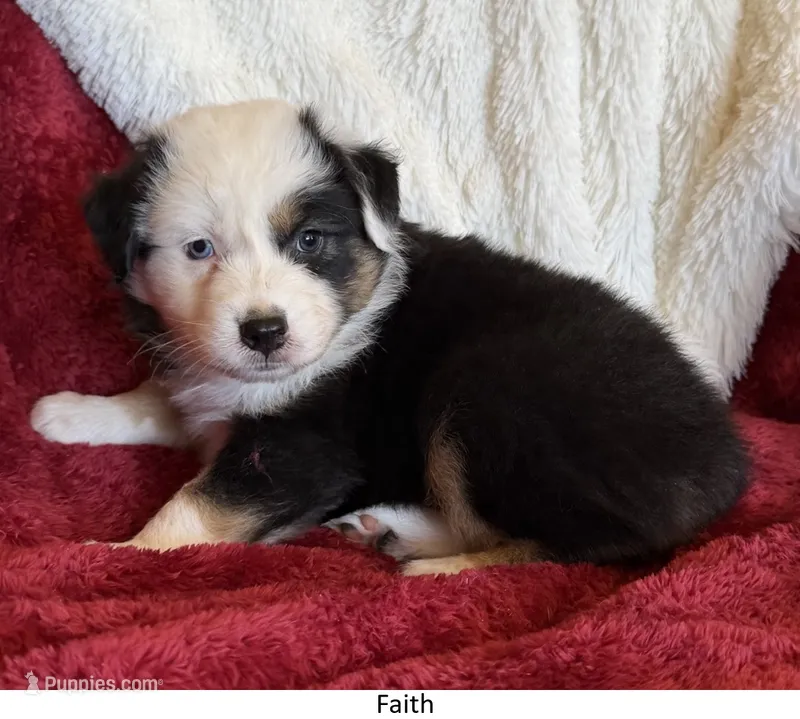 Faith – Australian Shepherd puppy for sale in Caliente, CA