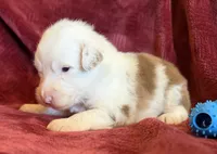 Spirit, a male Australian Shepherd for sale in Caliente, CA – 6 of 10