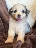 Roman, a male Australian Shepherd for sale in Caliente, CA – 2 of 10