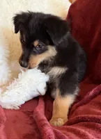 Dignity, a male Australian Shepherd for sale in Caliente, CA – 5 of 9