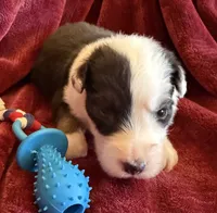 Valor, a male Australian Shepherd for sale in Caliente, CA – 2 of 10