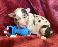 Rocket, a male Australian Shepherd for sale in Caliente, CA – 5 of 10