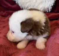 Flame, a female Australian Shepherd for sale in Caliente, CA – 3 of 10