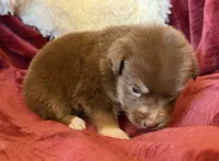 Magma, a female Australian Shepherd for sale in Caliente, CA – 7 of 10