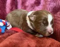 Boomer, a male Australian Shepherd for sale in Caliente, CA – 2 of 10