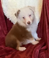 Flicker, a female Australian Shepherd for sale in Caliente, CA – 2 of 10