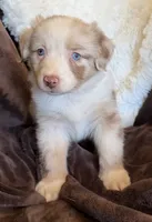 Sparkle, a female Australian Shepherd for sale in Caliente, CA – 3 of 10