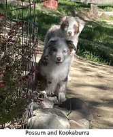 Kookaburra, a female Australian Shepherd for sale in Caliente, CA – Photo 1 of 10