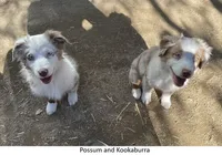 Kookaburra, a female Australian Shepherd for sale in Caliente, CA – Photo 3 of 10