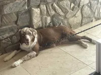 Kookaburra, a female Australian Shepherd for sale in Caliente, CA – Photo 9 of 10
