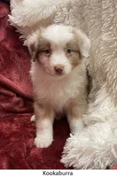 Kookaburra, a female Australian Shepherd for sale in Caliente, CA – Photo 4 of 10