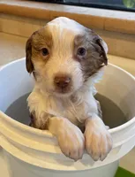 Kookaburra, a female Australian Shepherd for sale in Caliente, CA – Photo 6 of 10