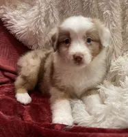 Kookaburra, a female Australian Shepherd for sale in Caliente, CA – Photo 7 of 10