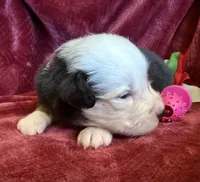 Faith, a female Australian Shepherd for sale in Caliente, CA – 3 of 10
