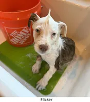 Flicker, a female Australian Shepherd for sale in Caliente, CA – 4 of 10