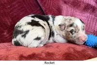 Rocket, a male Australian Shepherd for sale in Caliente, CA – 1 of 10