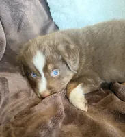 Boomer, a male Australian Shepherd for sale in Caliente, CA – 3 of 10