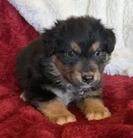 Dignity, a male Australian Shepherd for sale in Caliente, CA – 3 of 10