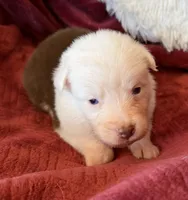 Sparks, a female Australian Shepherd for sale in Caliente, CA – 4 of 10