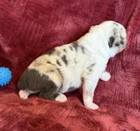 Roman, a male Australian Shepherd for sale in Caliente, CA – 6 of 10