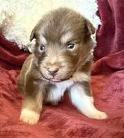 Magma, a female Australian Shepherd for sale in Caliente, CA – 5 of 10