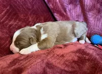 Pyro, a male Australian Shepherd for sale in Caliente, CA – 2 of 10