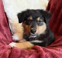 Dignity, a male Australian Shepherd for sale in Caliente, CA – 3 of 9
