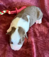 Flare, a female Australian Shepherd for sale in Caliente, CA – 7 of 10