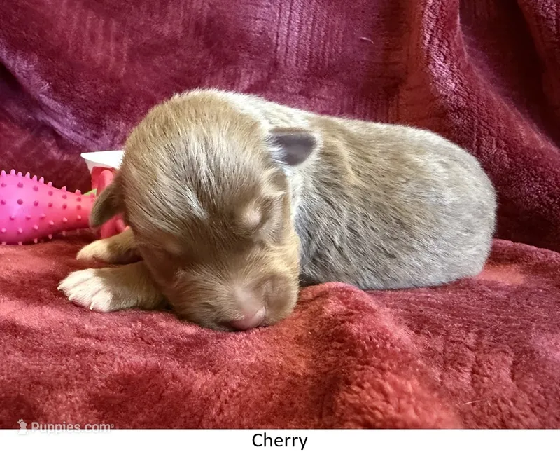 Cherry – Australian Shepherd puppy for sale in Caliente, CA