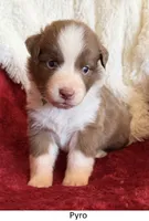 Pyro, a male Australian Shepherd for sale in Caliente, CA – 1 of 10