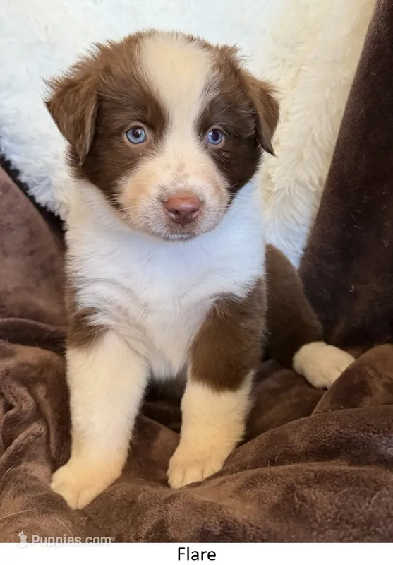 Flare – Australian Shepherd puppy for sale in Caliente, CA
