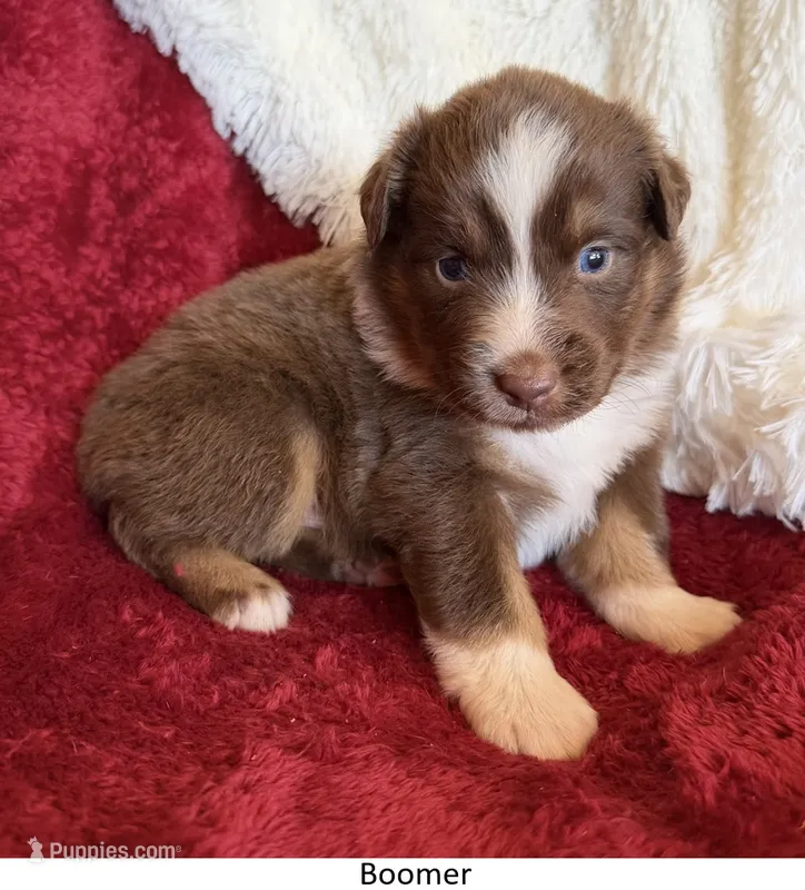 Boomer – Australian Shepherd puppy for sale in Caliente, CA