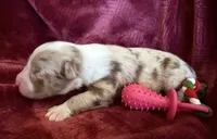 Sparkle, a female Australian Shepherd for sale in Caliente, CA – 6 of 10