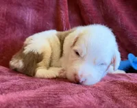Spirit, a male Australian Shepherd for sale in Caliente, CA – 7 of 10
