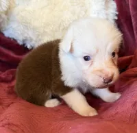 Flame, a female Australian Shepherd for sale in Caliente, CA – 5 of 10