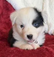 Honor, a male Australian Shepherd for sale in Caliente, CA – 6 of 10