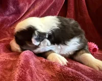 Faith, a female Australian Shepherd for sale in Caliente, CA – 8 of 10