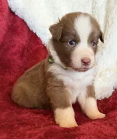 Pyro, a male Australian Shepherd for sale in Caliente, CA – 3 of 10