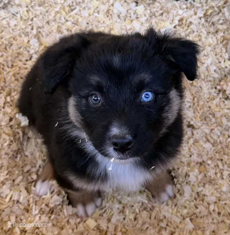 Barrow – Australian Shepherd puppy for sale in Caliente, CA