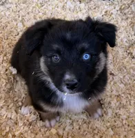 Barrow, a male Australian Shepherd for sale in Caliente, CA – 1 of 10