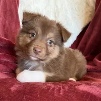 Lava, a female Australian Shepherd for sale in Caliente, CA – 8 of 10