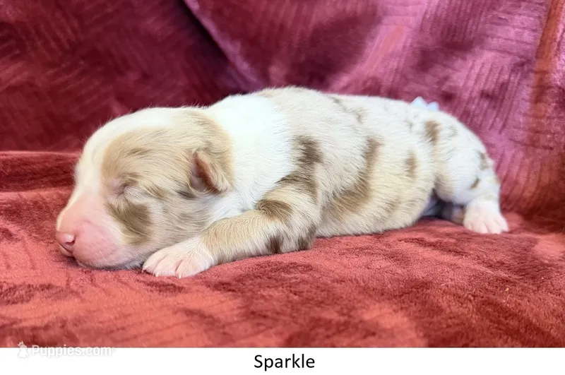 Sparkle – Australian Shepherd puppy for sale in Caliente, CA