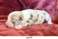 Sparkle, a female Australian Shepherd for sale in Caliente, CA – 1 of 10